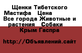 Щенки Тибетского Мастифа › Цена ­ 60 000 - Все города Животные и растения » Собаки   . Крым,Гаспра